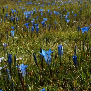 Gentiana sino-ornata